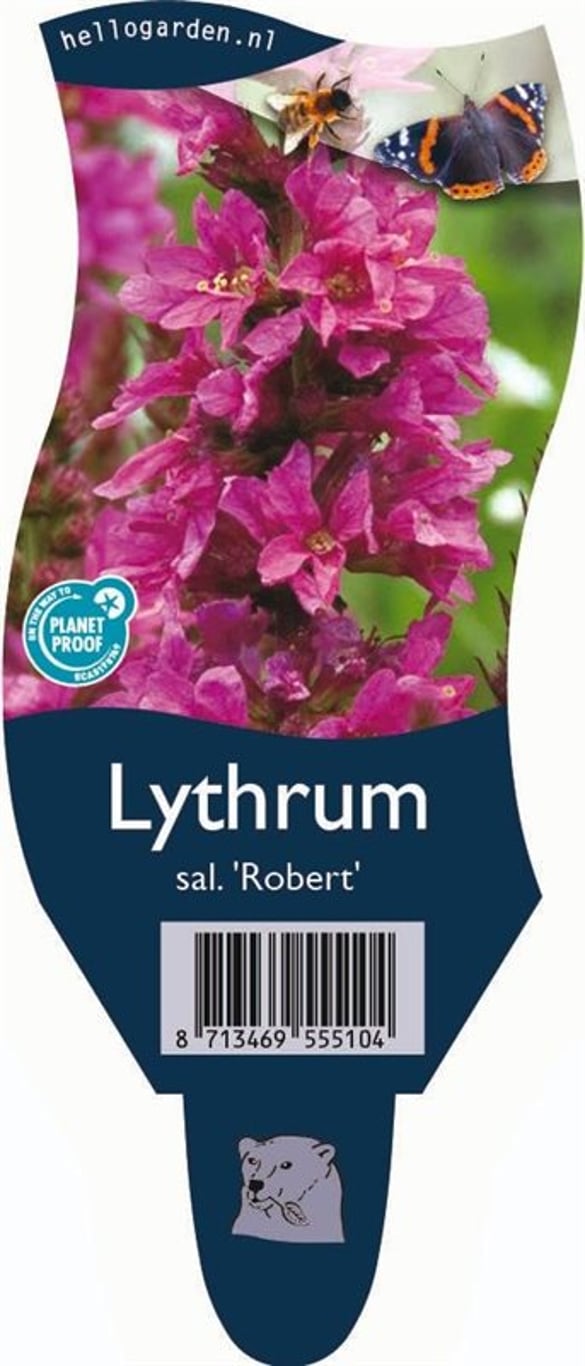Lythrum sal. 'Robert' - P11